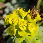 Wolfsmilch mit Bienchen