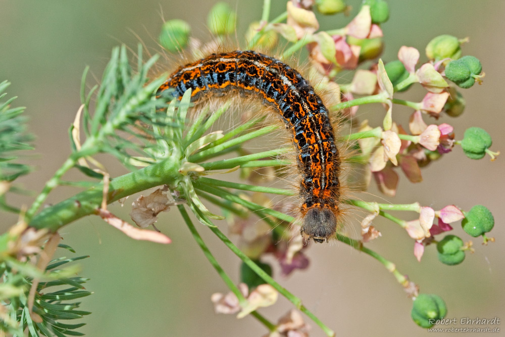 Wolfsmilch-Ringelspinner (Malacosoma Castrensis)