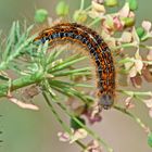 Wolfsmilch-Ringelspinner (Malacosoma Castrensis)