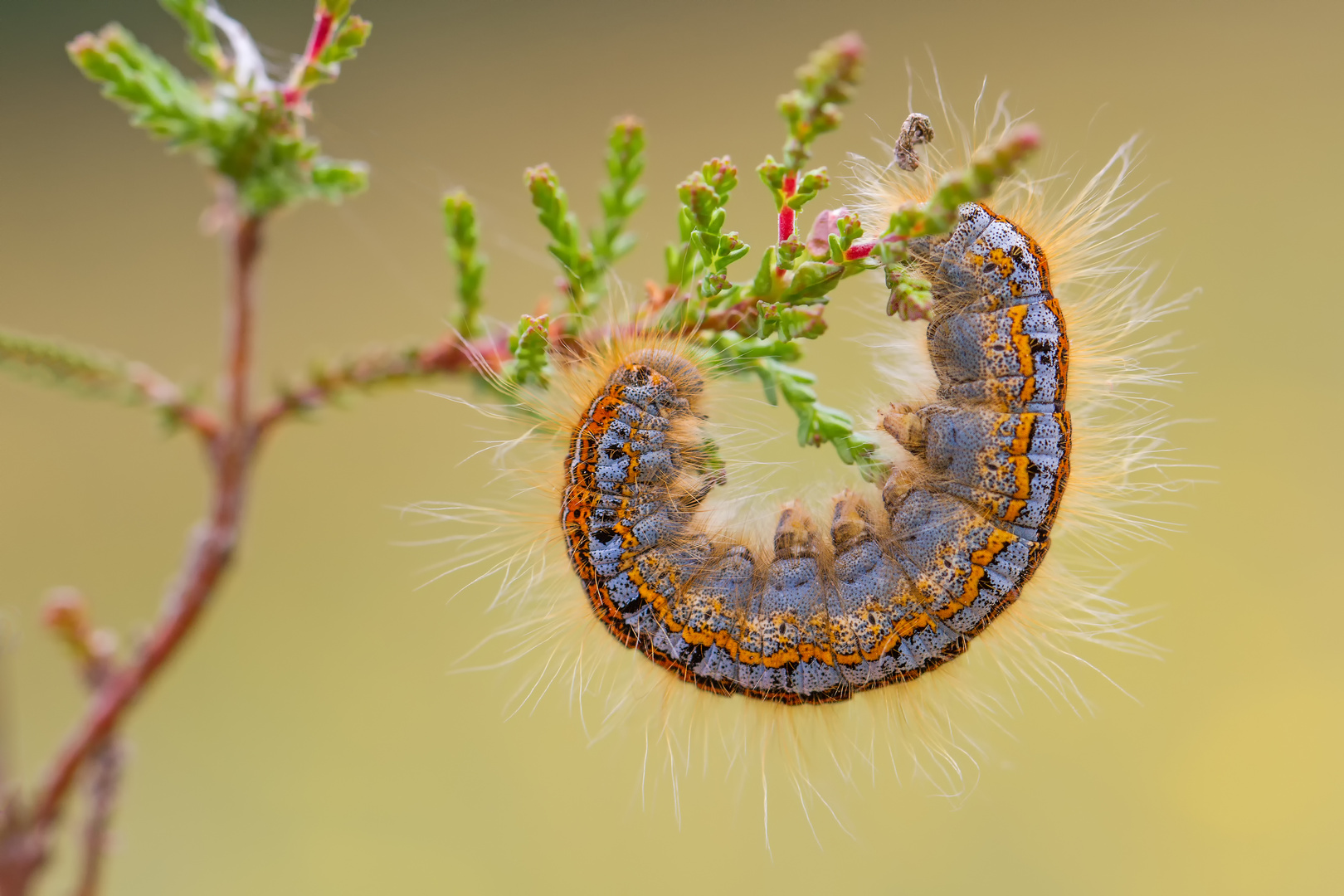 Wolfsmilch-Ringelspinner (Malacosoma castrensis)