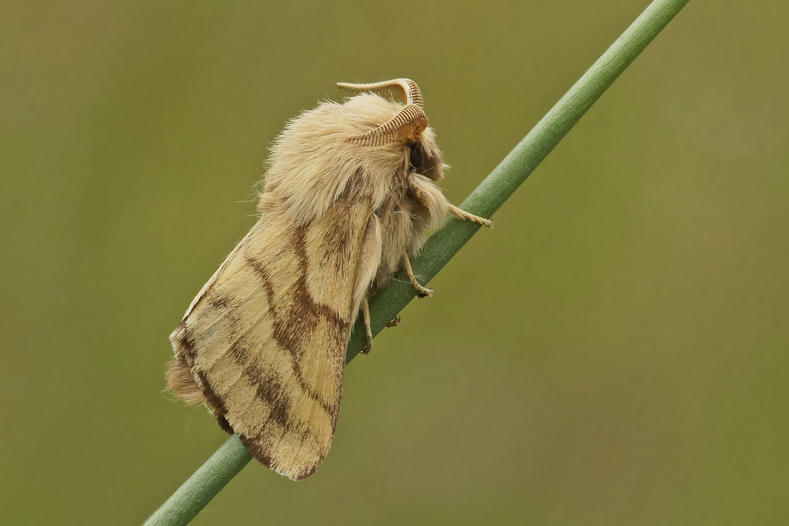 Wolfsmilch-Ringelspinner (Malacosoma castrensis), Männchen