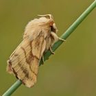 Wolfsmilch-Ringelspinner (Malacosoma castrensis), Männchen