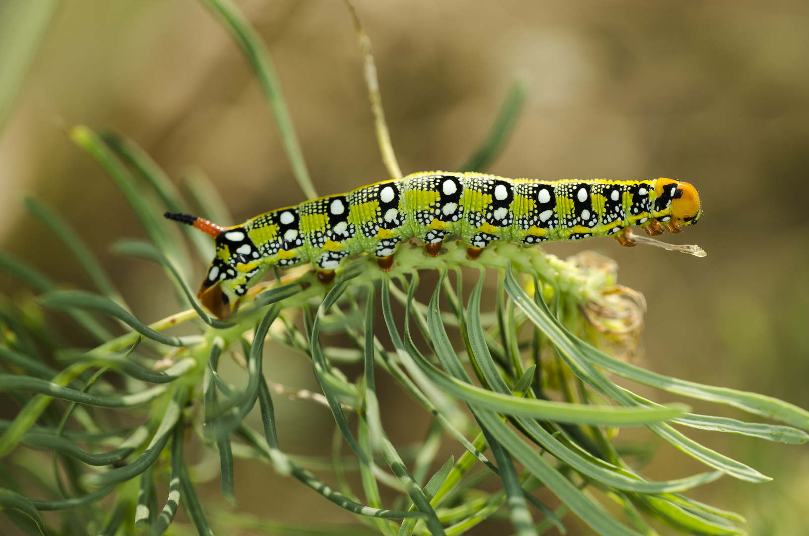 Wolfsmilch-Schwärmer (Celerio eiphorbiae)