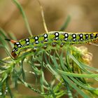 Wolfsmilch-Schwärmer (Celerio eiphorbiae)