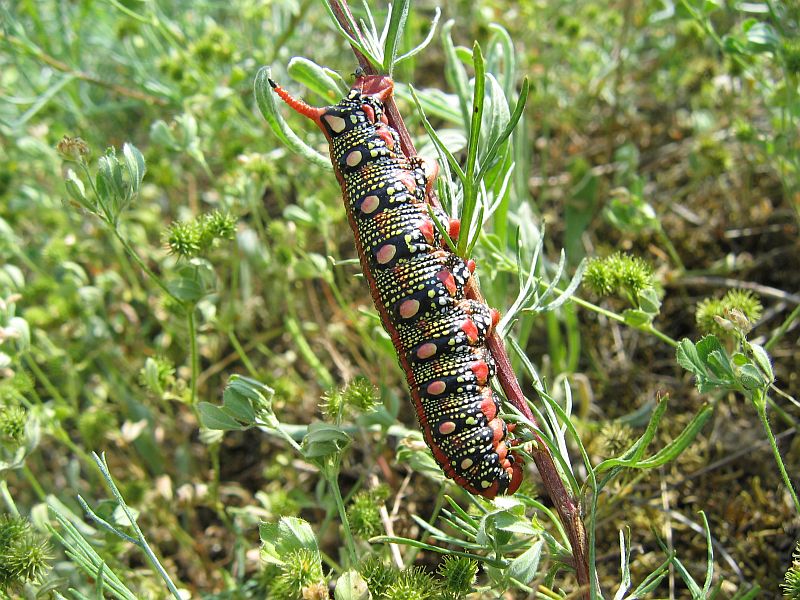 Wolfsmilch-Schwärmer (Celerio euphorbiae)