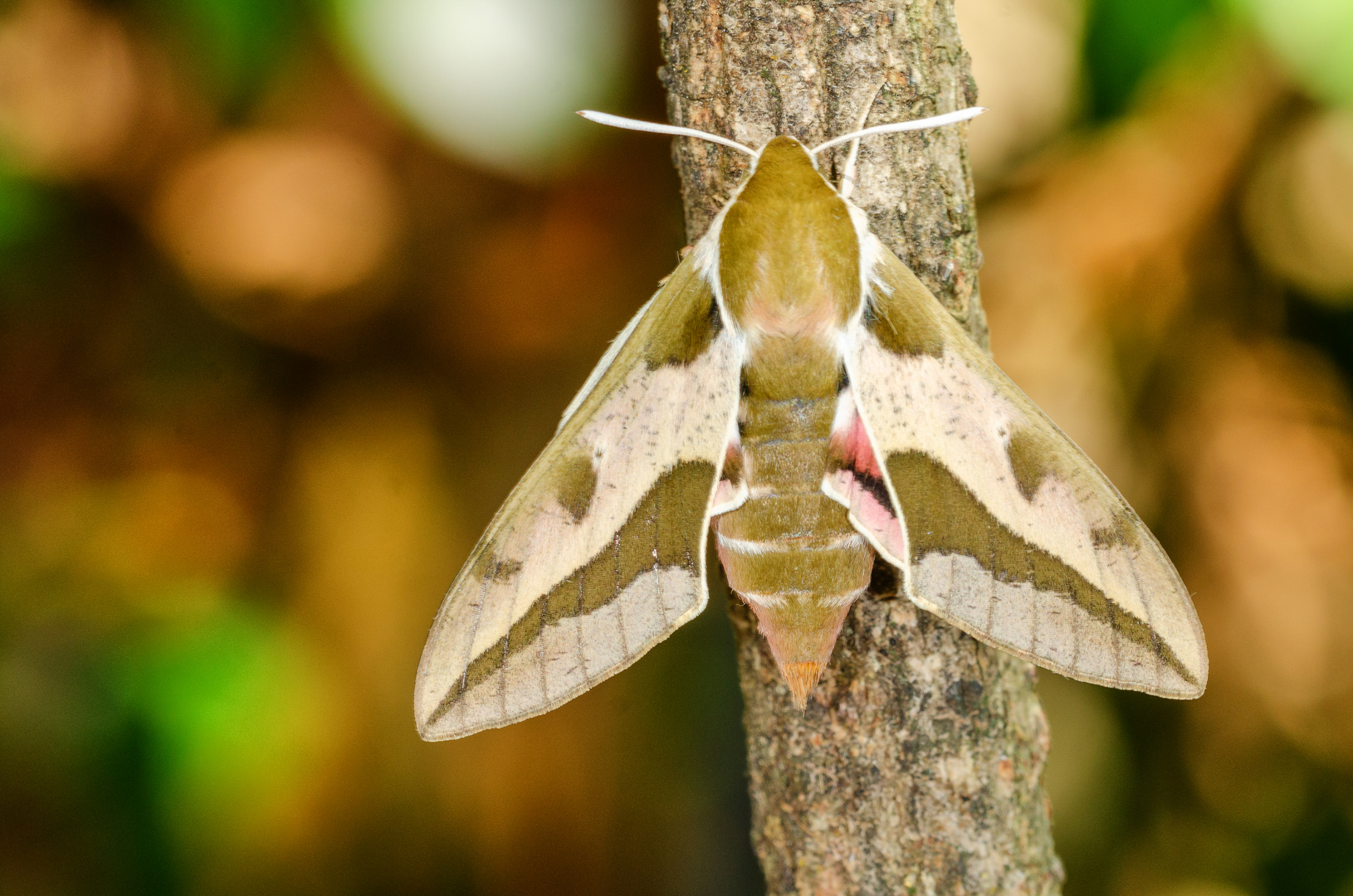 Wolfsmilch-Schwärmer (Hyles euphorbiae)