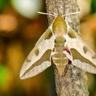 Wolfsmilch-Schwärmer (Hyles euphorbiae)