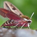 Wolfsmilch-Schwärmer (Hyles euphorbiae) kurz vor dem Abflug. - Sphinx de l'Euphorbe.