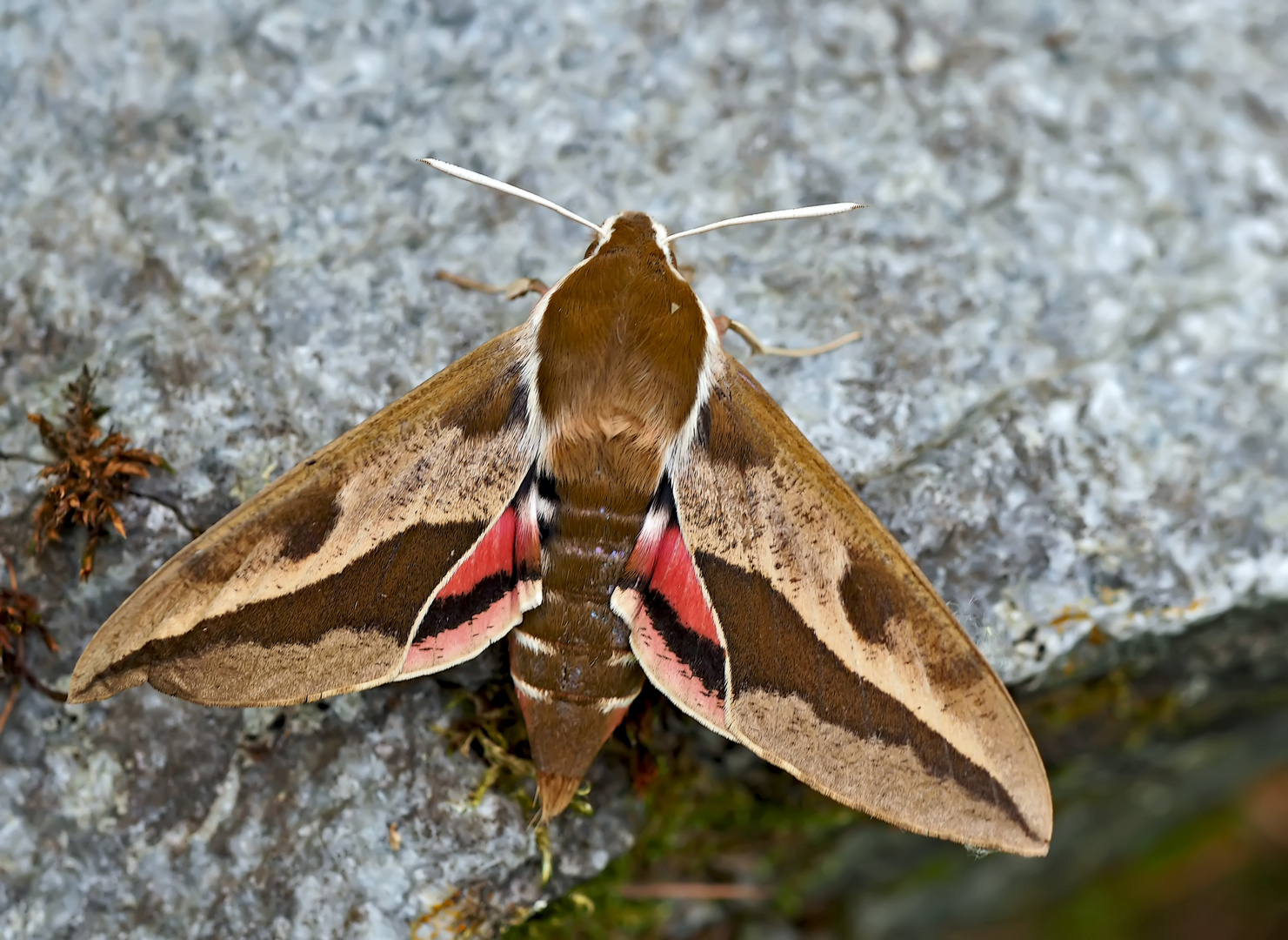 Wolfsmilch-Schwärmer (Hyles euphorbiae) - Sphinx de l'Euphorbe.