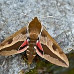 Wolfsmilch-Schwärmer (Hyles euphorbiae) - Sphinx de l'Euphorbe.