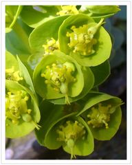 Wolfsmilchblüten.(Sonnenwend-Wolfsmilch, Euphorbia helioscopia)