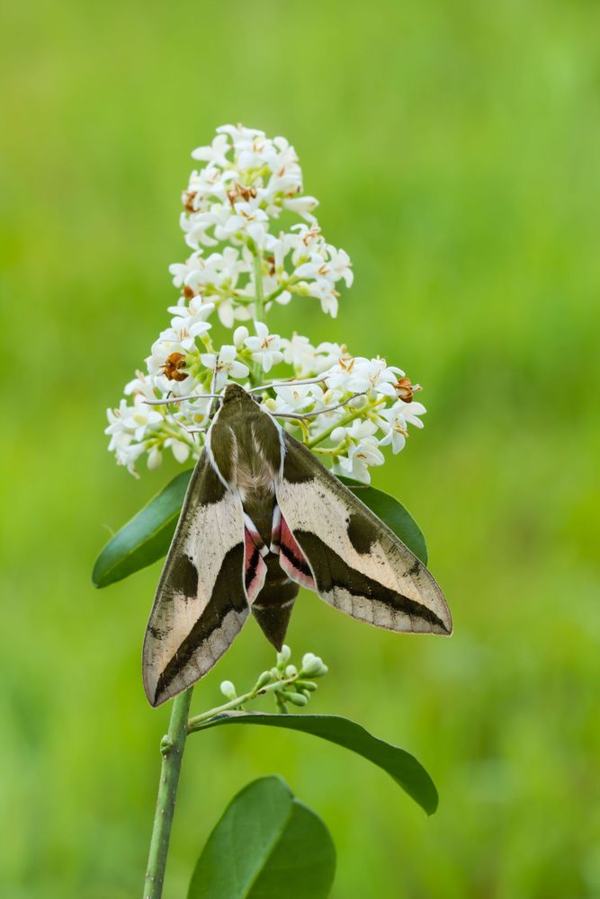 Wolfsmilchschwärmer an Ligusterblüte