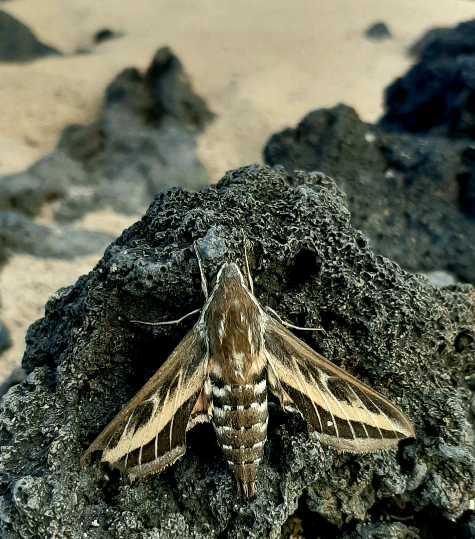 Wolfsmilchschwärmer auf lanzarote