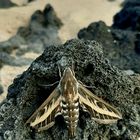 Wolfsmilchschwärmer auf lanzarote