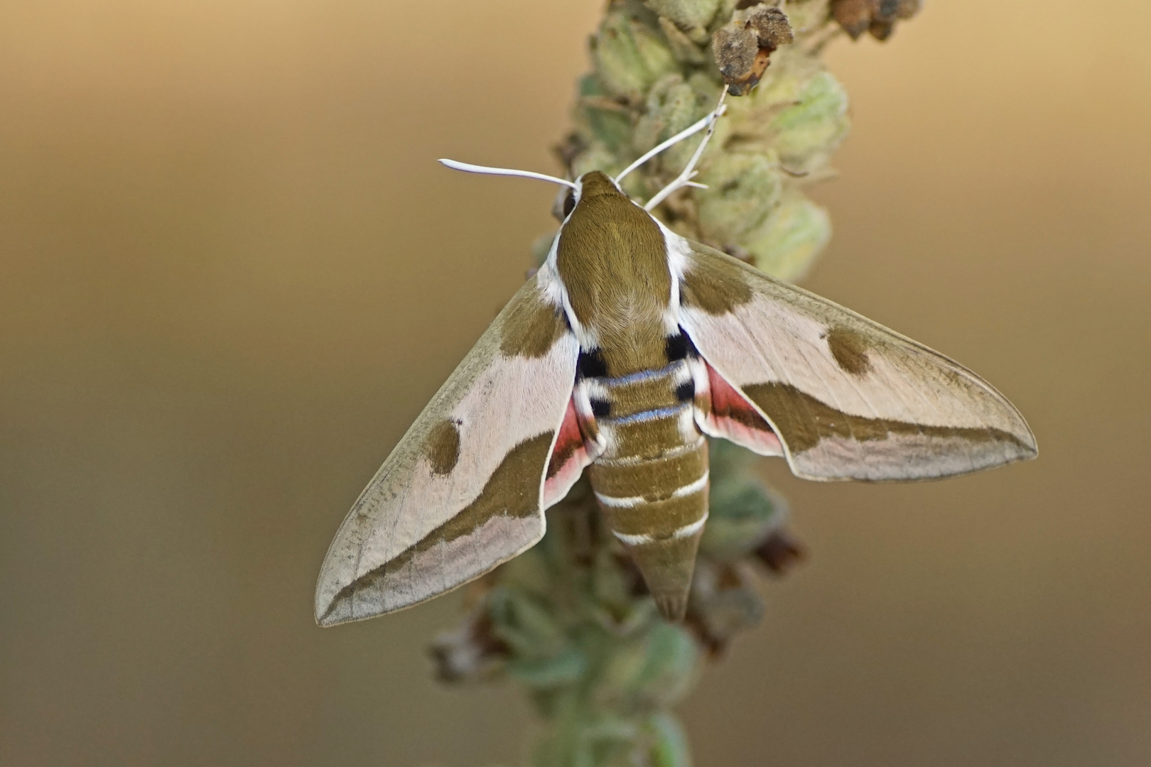 Wolfsmilchschwärmer (Hyles euphorbiae)