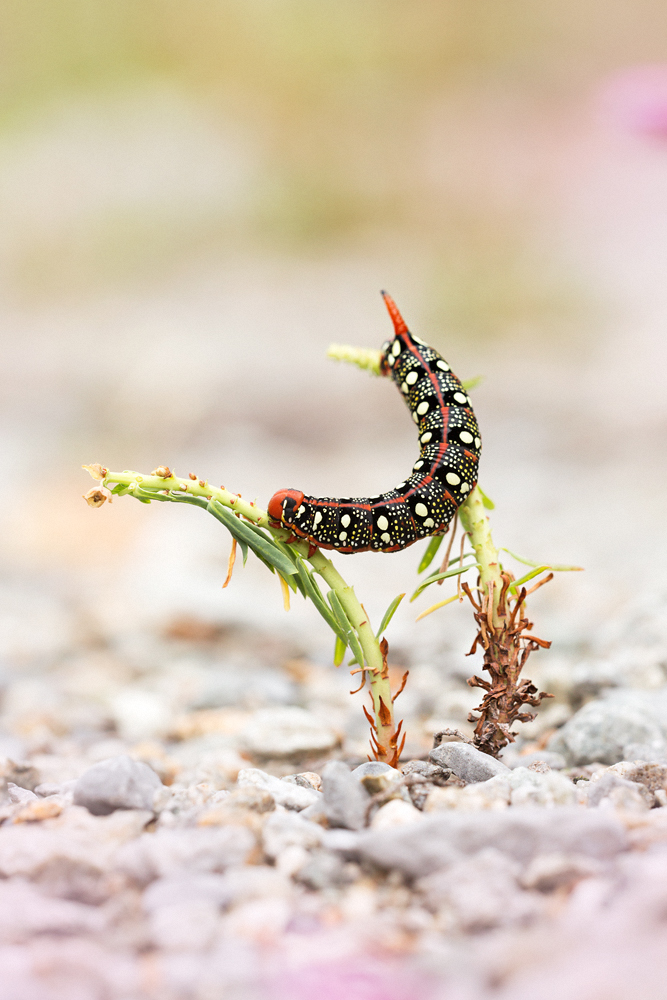 Wolfsmilchschwärmer (Hyles euphorbiae)