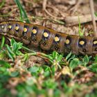 Wolfsmilchschwärmer (Hyles euphorbiae)