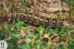 Wolfsmilchschwärmer (Hyles euphorbiae)