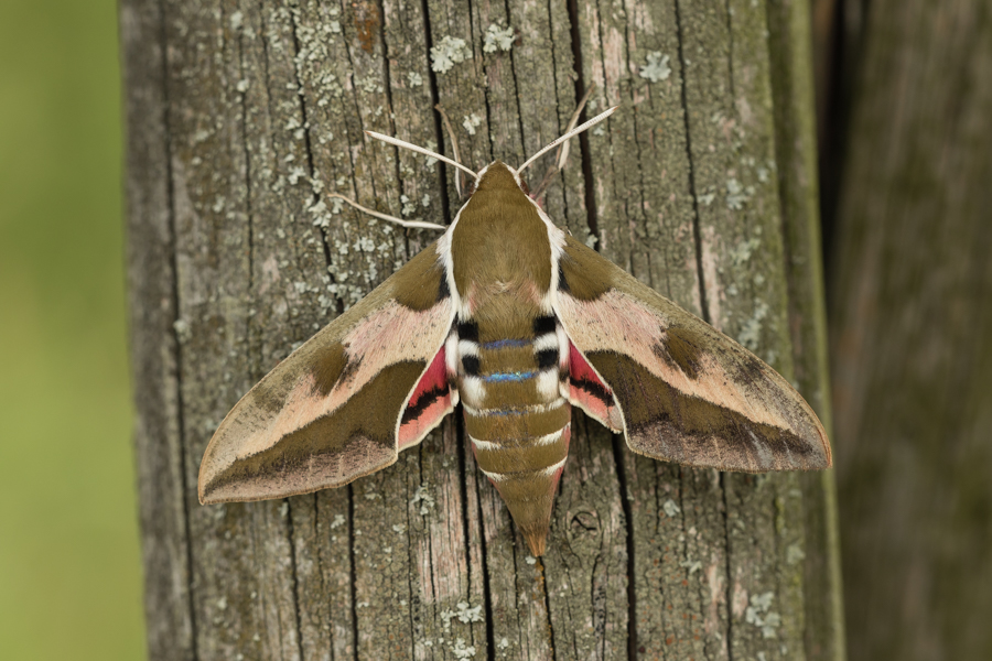 Wolfsmilchschwärmer (Hyles euphorbiae)