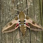 Wolfsmilchschwärmer (Hyles euphorbiae)