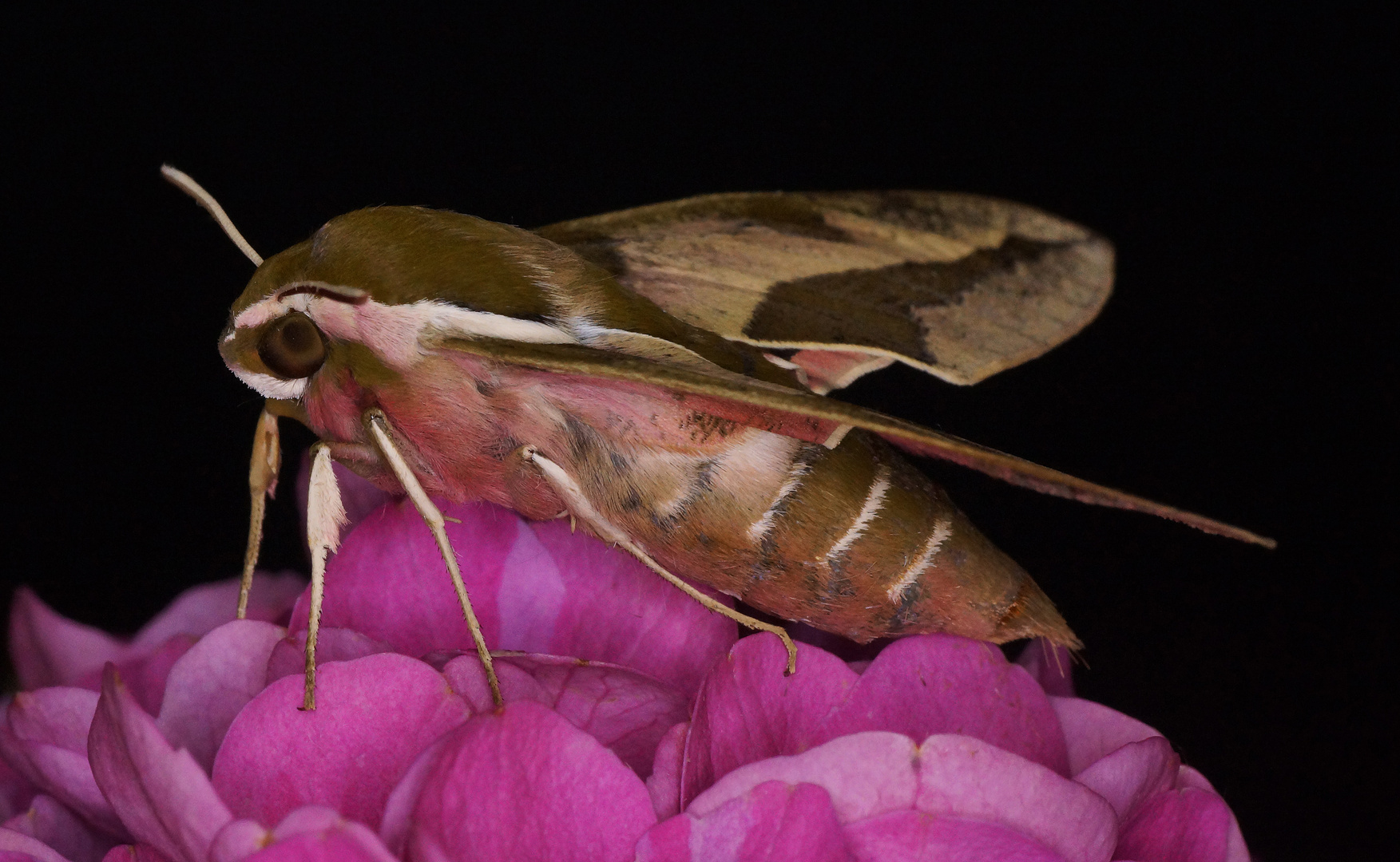 Wolfsmilchschwärmer (Hyles euphorbiae)