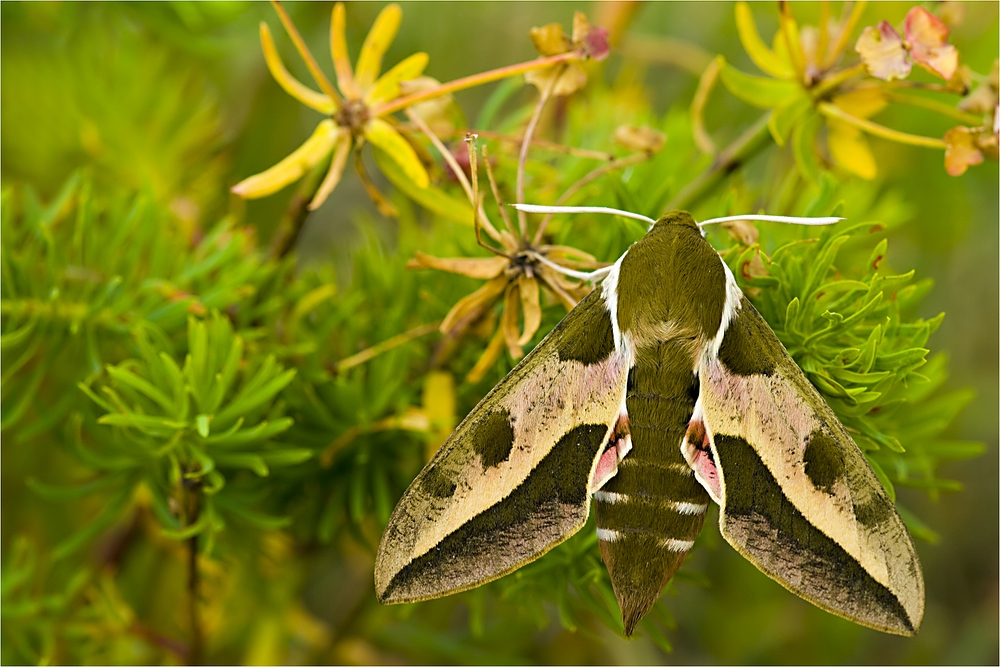 Wolfsmilchschwärmer (Hyles euphorbiae)