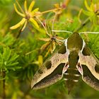 Wolfsmilchschwärmer (Hyles euphorbiae)