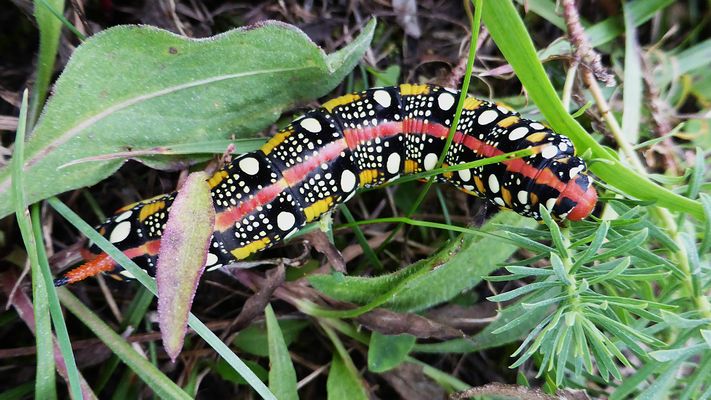 Wolfsmilchschwärmer (Hyles euphorbiae) Raupe