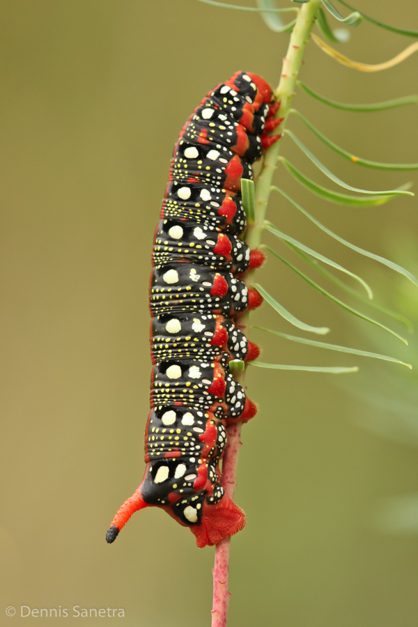 Wolfsmilchschwärmer (Hyles euphorbiae) Raupe