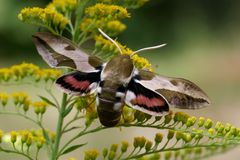 Wolfsmilchschwärmer -(Hyles euphorbiae) - Rühr mich nicht an