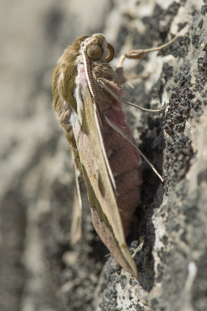 Wolfsmilchschwärmer - Hyles euphorbiae (Seitenansicht)