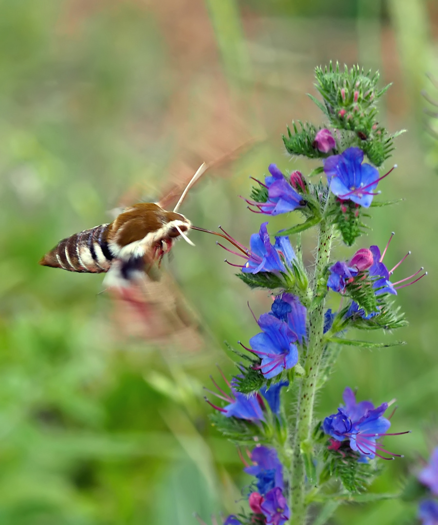 Wolfsmilchschwärmer (Hyles euphorbiae) - Sphinx de l'Euphorbe.