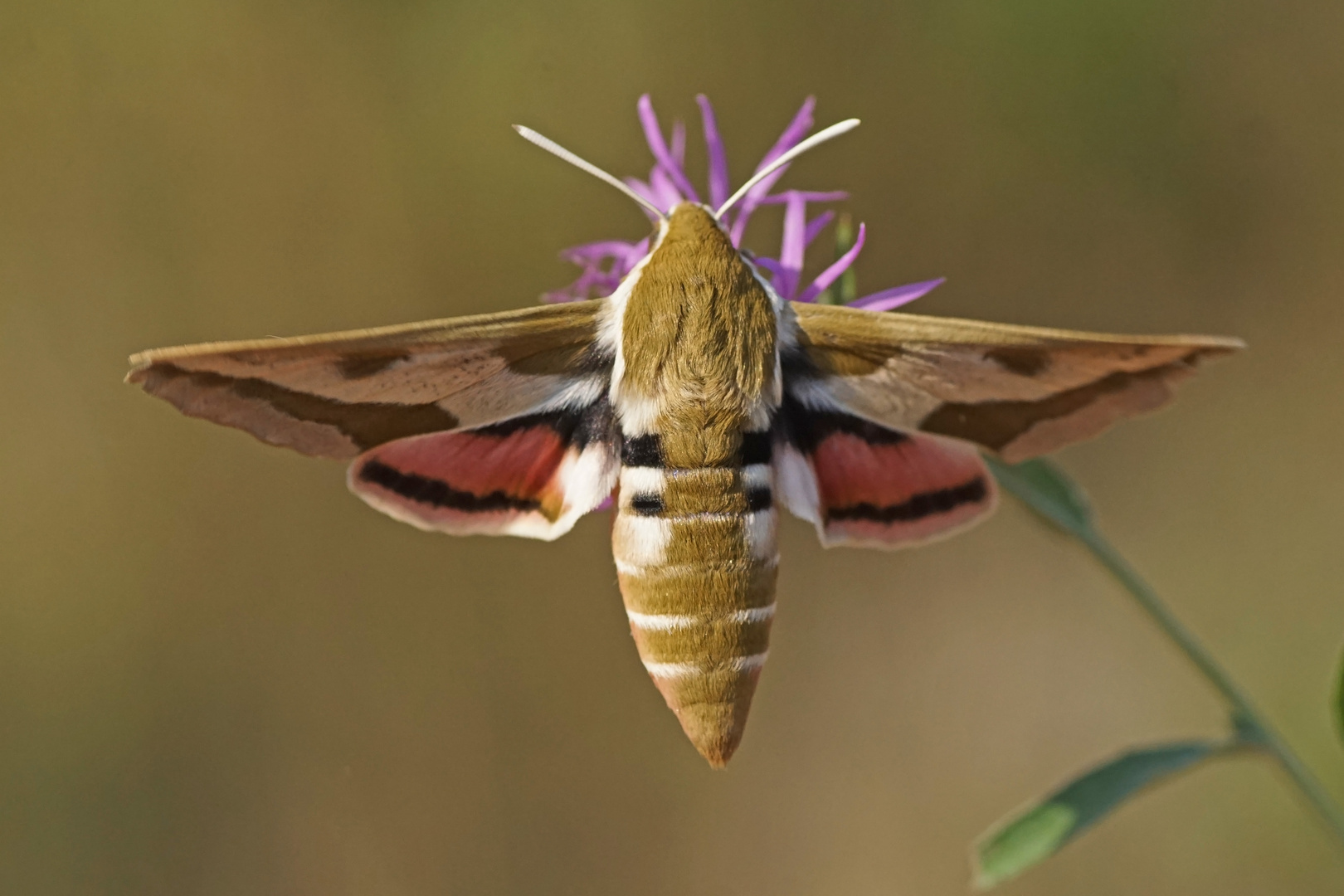 Wolfsmilchschwärmer (Hyles euphorbiae), Weibchen