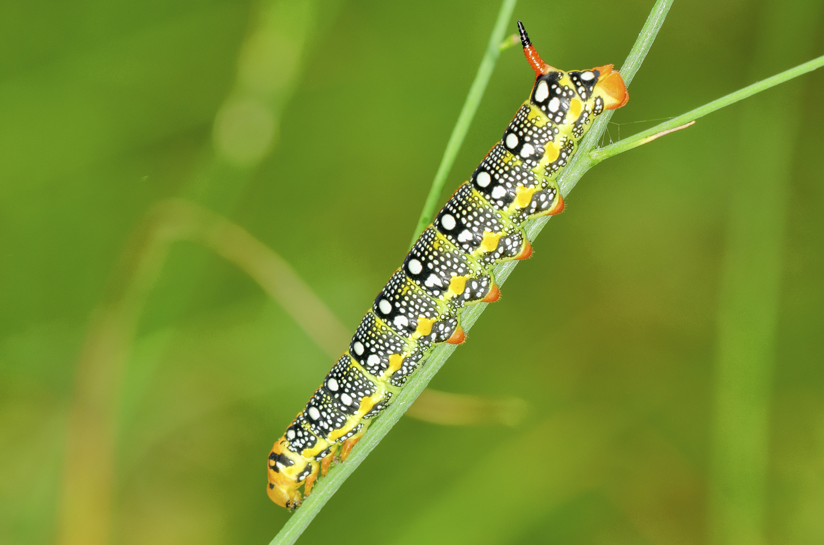 Wolfsmilchschwärmer-Raupe (Hyles euphorbiae)