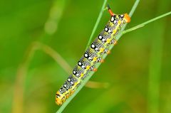 Wolfsmilchschwärmer-Raupe (Hyles euphorbiae)