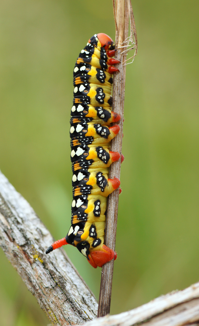 Wolfsmilchschwärmerraupe (Hyles euphorbiae)