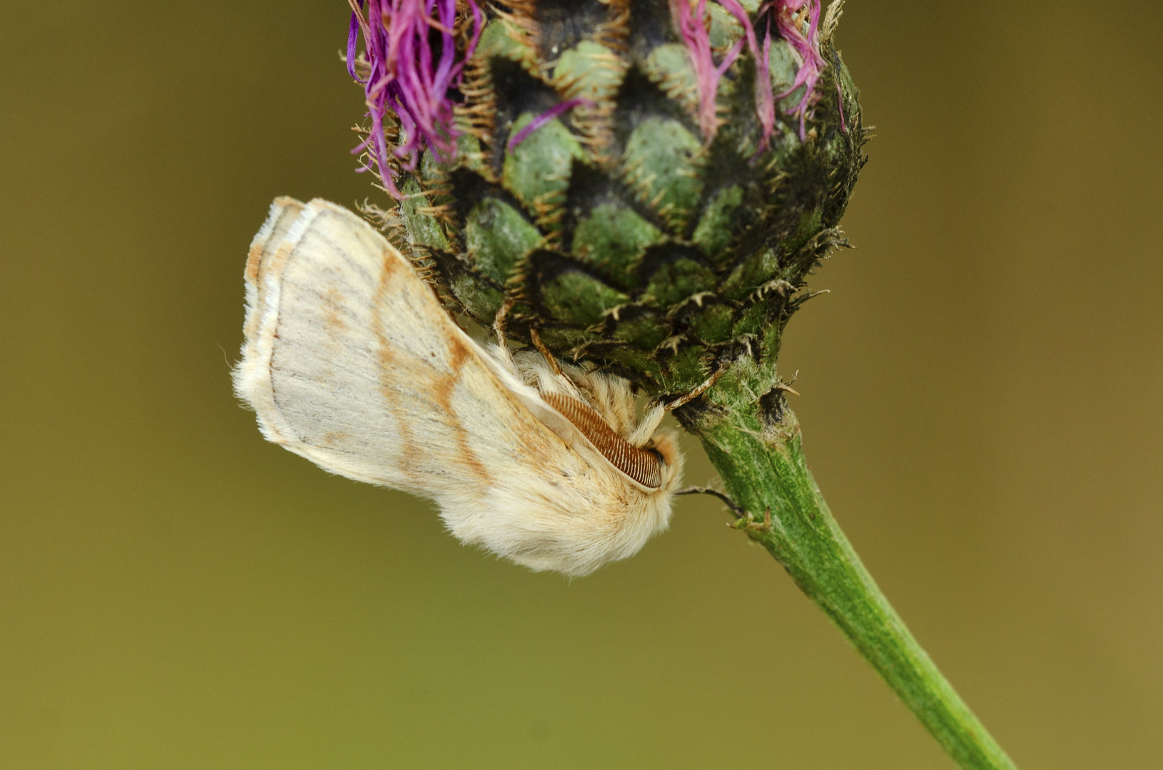 Wolfsmilchspinner, Männchen (Malacosoma castrensis)