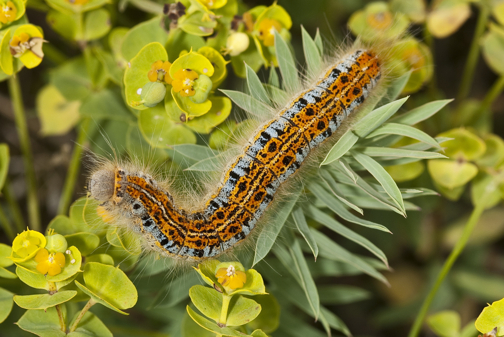 Wolfsmilchspinner (Malacosoma castrensis)