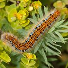 Wolfsmilchspinner (Malacosoma castrensis)