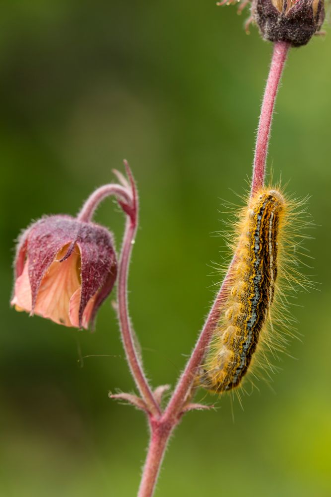 Wolfsmilchspinner Raupe