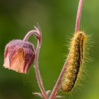 Wolfsmilchspinner Raupe