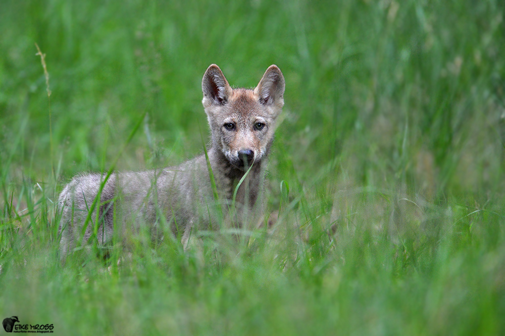 Wolfsnachwuchs