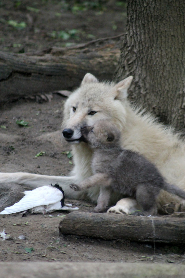 Wolfsnachwuchs im Tierpark Schönbrunn