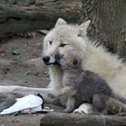 Wolfsnachwuchs im Tierpark Schönbrunn