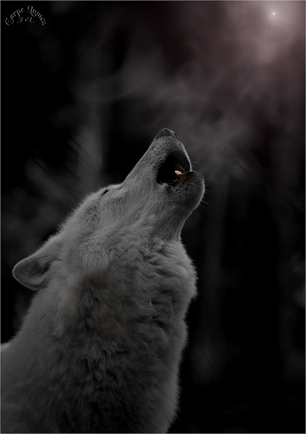 Wolfsnächte