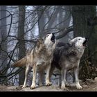 Wolfspärchen