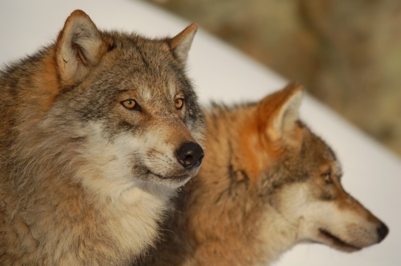 Wolfspärchen im Abendlicht