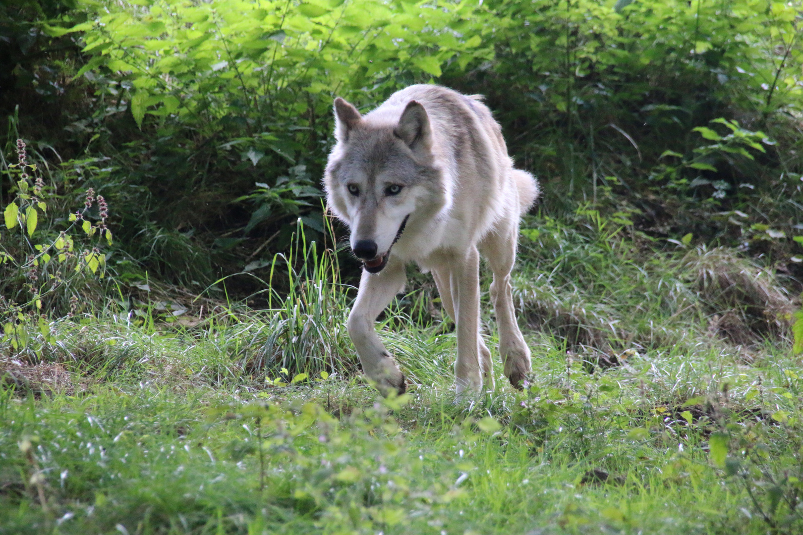 Wolfspark Ernstbrunn