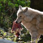 Wolfspark Werner Freund in Merzig