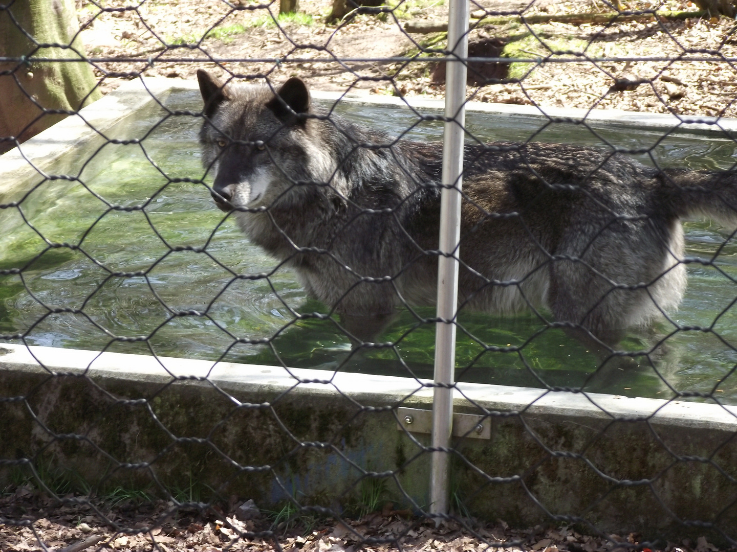 Wolfspark Werner Freund in Merzig